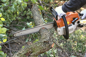 tree trimming